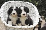 BEARDED COLLIE 474